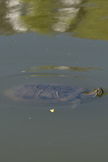 Wasserschildkröte, Engelbecken, Kreuzberg